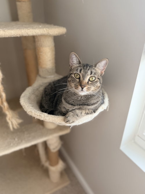 Mayday, Tabby, cat for adoption in Rock Hill, South Carolina