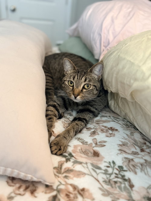 Mayday, a cat for adoption from Cat Around Town Project