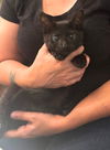 adoptable Cat in Elgin, SC named Jake the Dog