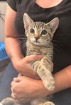 adoptable Cat in Elgin, SC named Finn the Human