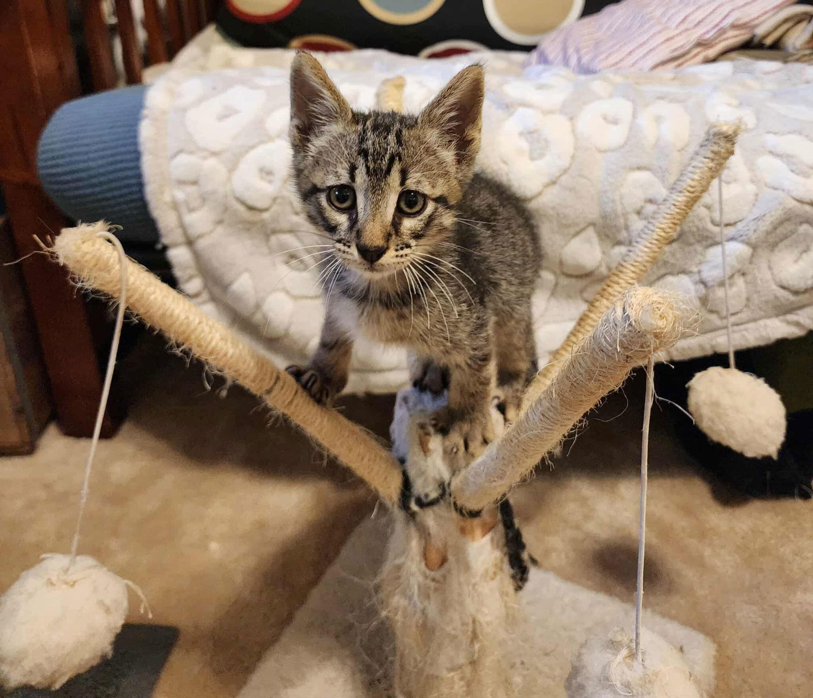 adoptable Cat in Elgin, SC named Sammich (Available for adoption)