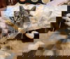 adoptable Cat in Elgin, SC named Sammich (Available for adoption)