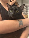 adoptable Cat in Elgin, SC named Matriarch