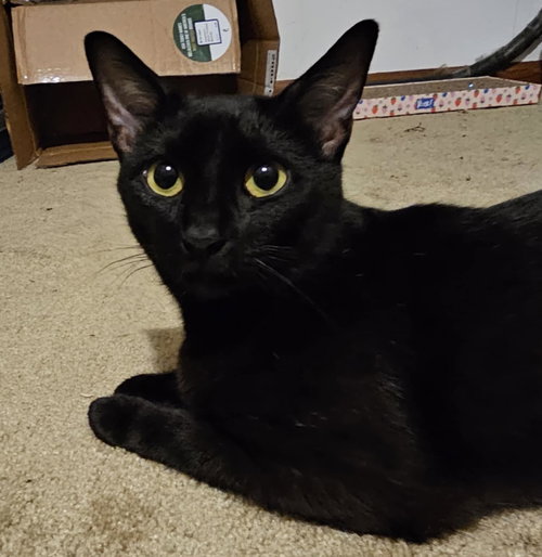MATRIARCH - Domestic Short Hair available for adoption
