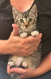 adoptable Cat in Elgin, SC named Meowrice (Available for pre-adoption)