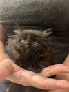 adoptable Cat in Elgin, SC named Bustofur (Available for pre-adoption)