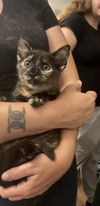 adoptable Cat in Elgin, SC named Princess Petty Pants