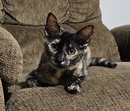 PRINCESS PETTY PANTS - Tortoiseshell available for adoption