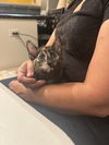 adoptable Cat in Elgin, SC named Bossanova