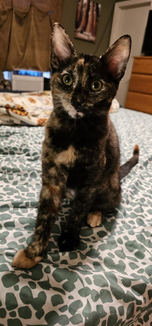 BOSSANOVA - Domestic Short Hair available for adoption