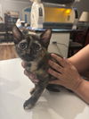 adoptable Cat in Elgin, SC named Queenpin (Available for pre-adoption)