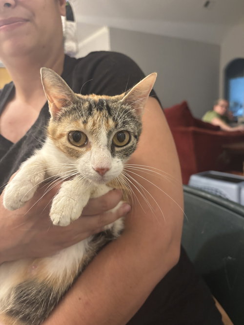 KHAAN - Domestic Short Hair available for adoption