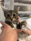 adoptable Cat in Elgin, SC named Marceline the Vampire Queen