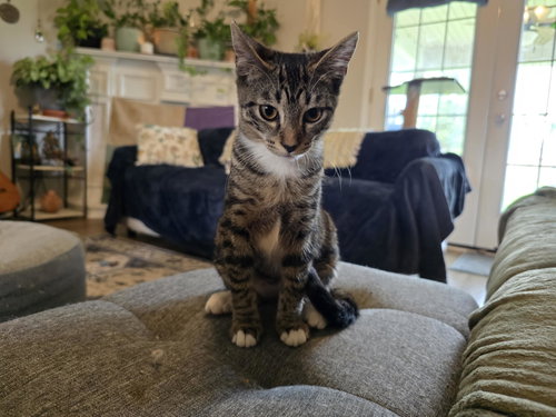 MARCELINE THE VAMPIRE QUEEN - Domestic Short Hair available for adoption