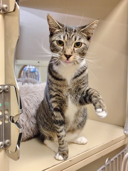 MARCELINE THE VAMPIRE QUEEN - Domestic Short Hair available for adoption