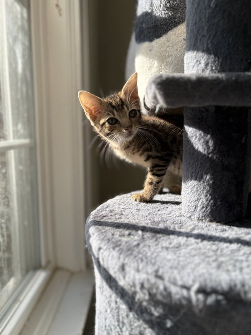 ANZU - Manx available for adoption