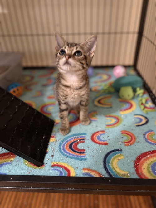 ANZU - Manx available for adoption