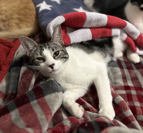 DIPLODOCUS - Domestic Short Hair available for adoption