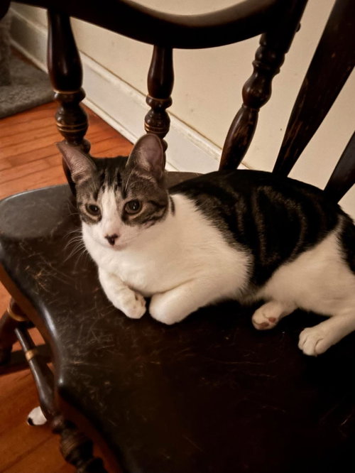 Diplodocus, Domestic Short Hair, cat for adoption in Rock Hill, South Carolina