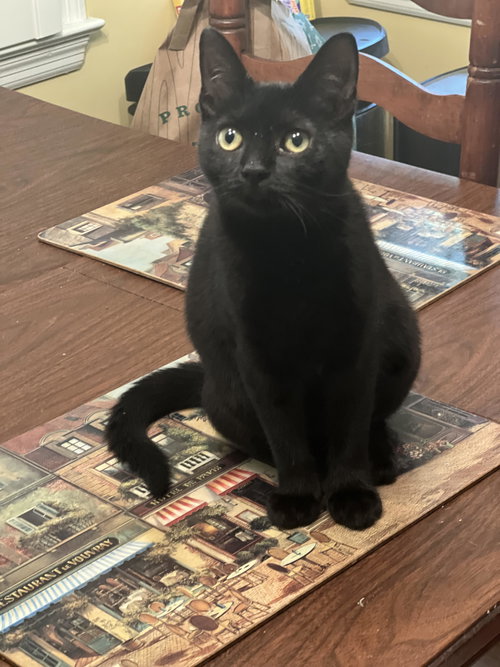 TEETER - Domestic Short Hair available for adoption
