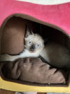 adoptable Cat in Elgin, SC named U-Haul (Available for pre-adoption)