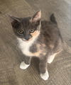 adoptable Cat in Elgin, SC named Snort