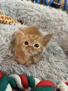 adoptable Cat in Elgin, SC named Mop Bucket (Available for pre-adoption)