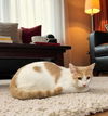 adoptable Cat in Elgin, SC named Magic