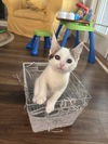 adoptable Cat in Elgin, SC named Dim Lit (Available for pre-adoption)