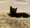 adoptable Cat in Elgin, SC named Otis Redding (Available for pre-adoption)
