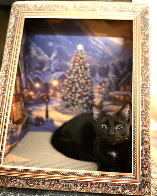 OTIS REDDING - Domestic Short Hair available for adoption