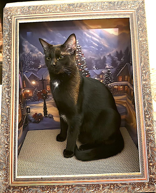 OTIS REDDING - Domestic Short Hair available for adoption