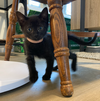 adoptable Cat in Elgin, SC named Shalamar (Available for pre-adoption)