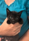 Purretha Franklin - Photo 5