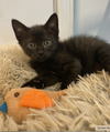 adoptable Cat in Elgin, SC named Purretha Franklin (Available for pre-adoption)