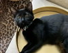 Purretha Franklin - Photo 3
