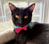 Purretha Franklin - Photo 2