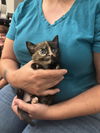 adoptable Cat in Elgin, SC named Chaka Khan (Available for pre-adoption