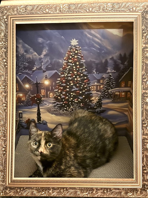 CHAKA KHAN - Domestic Short Hair available for adoption