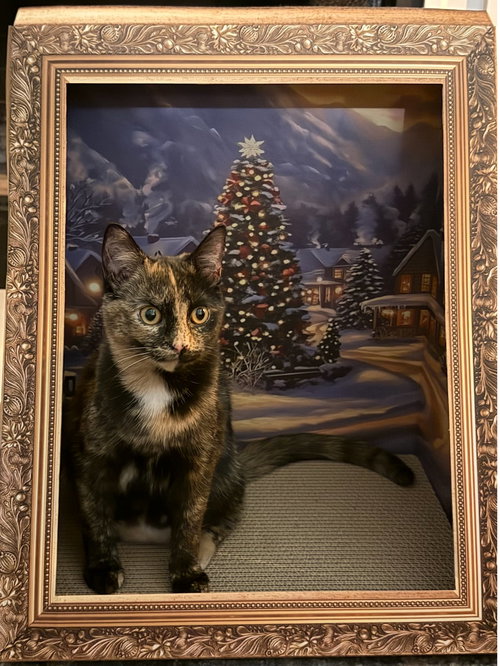 CHAKA KHAN - Domestic Short Hair available for adoption