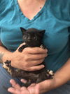 adoptable Cat in Elgin, SC named Phoenix (Available for pre-adoption)