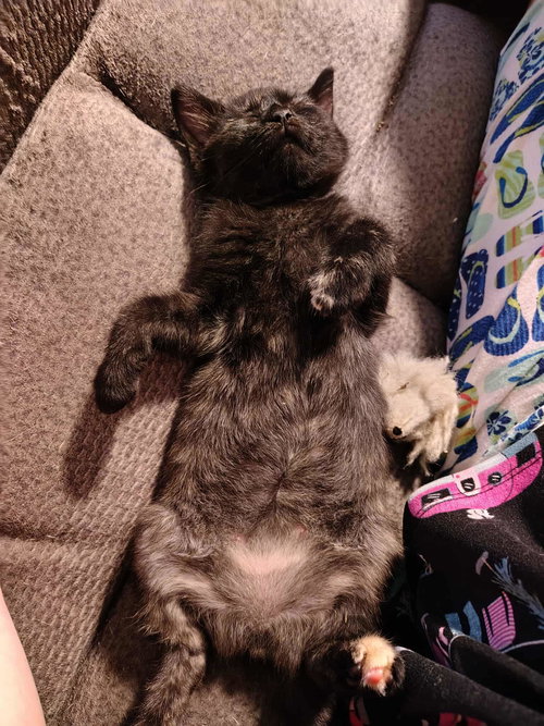 PHOENIX - Domestic Short Hair available for adoption