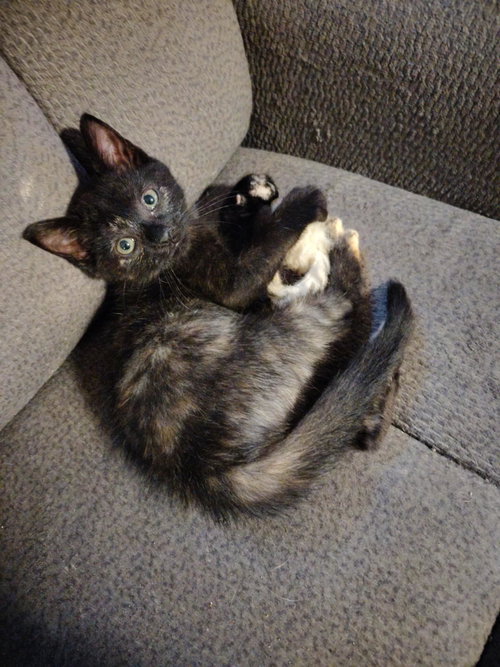 PHOENIX - Domestic Short Hair available for adoption