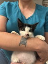 adoptable Cat in Elgin, SC named Half Stache (Available for pre-adoption)