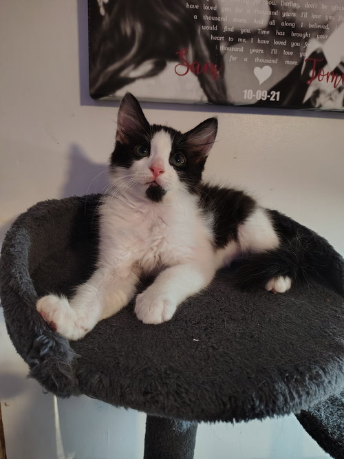 DOZER - Domestic Short Hair available for adoption