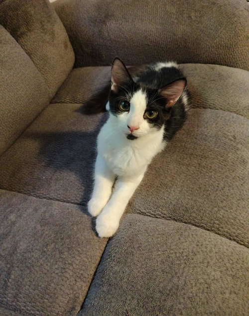 DOZER - Domestic Short Hair available for adoption