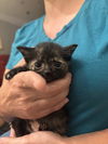 adoptable Cat in Elgin, SC named Ember (Available for pre-adoption)