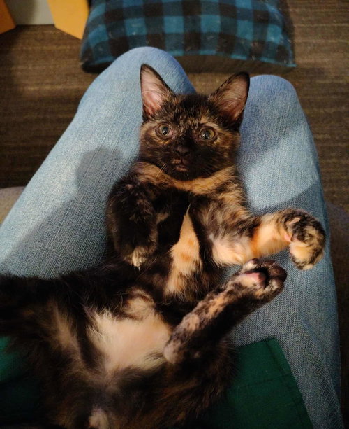 EMBER - Domestic Short Hair available for adoption