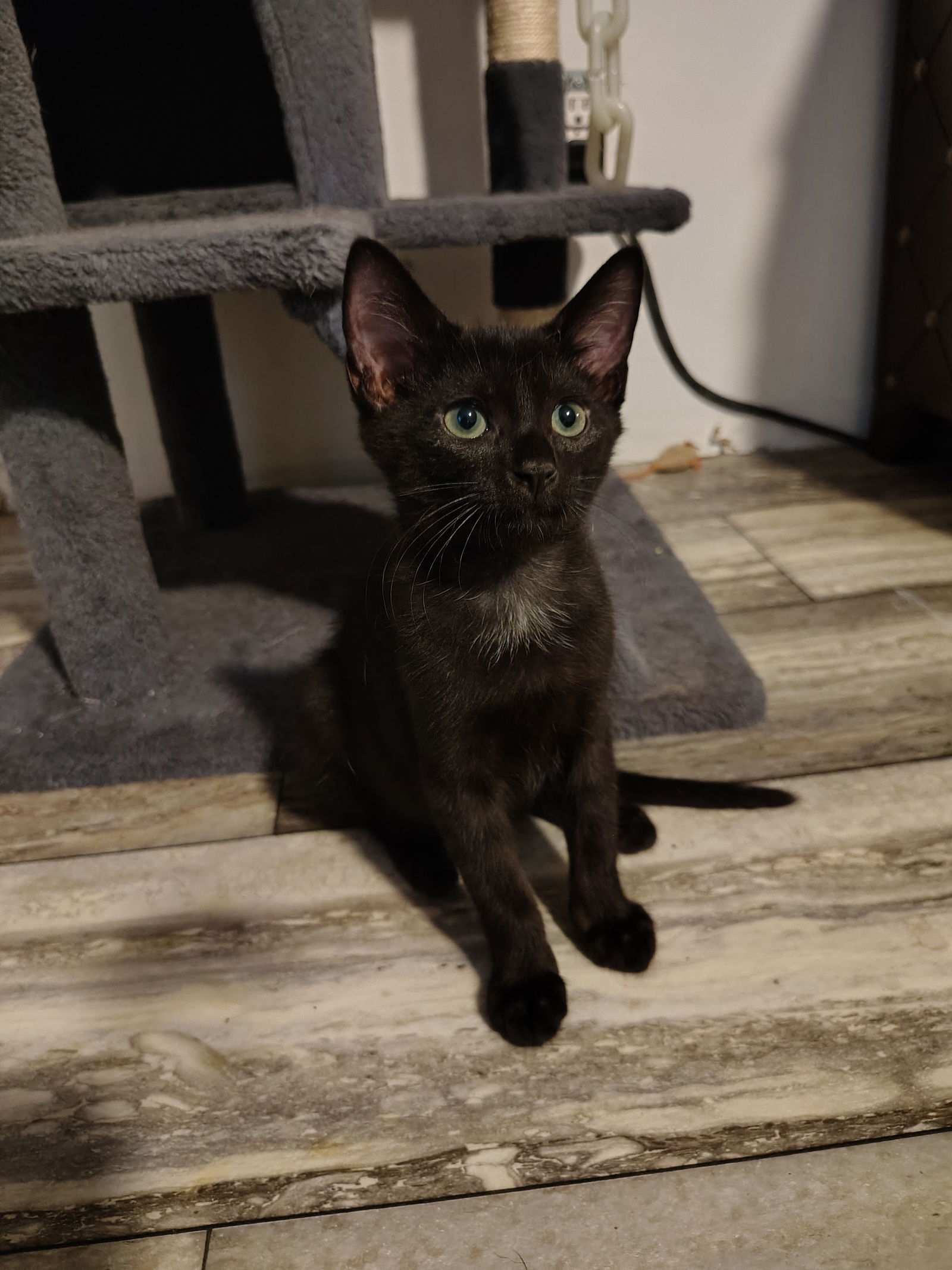 adoptable Cat in Elgin, SC named Jack Daniels