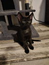 adoptable Cat in Elgin, SC named Jack Daniels